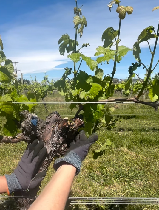 Cab Franc shoot thinning 101