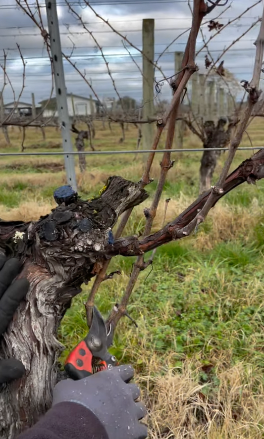 Guyot poussard, aka ‘soft pruning’