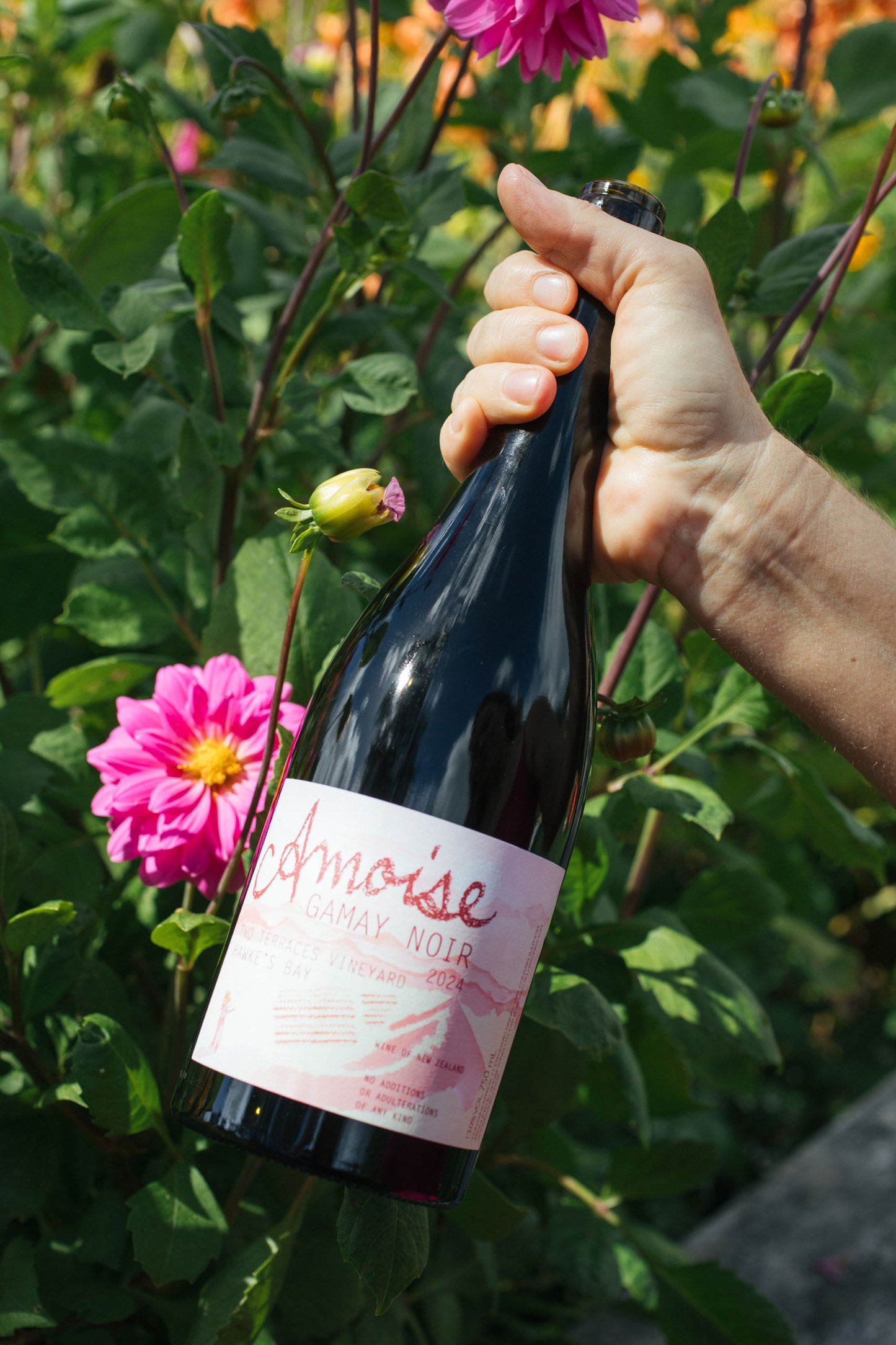 Amphora Gamay Noir 2024 *New Vintage*