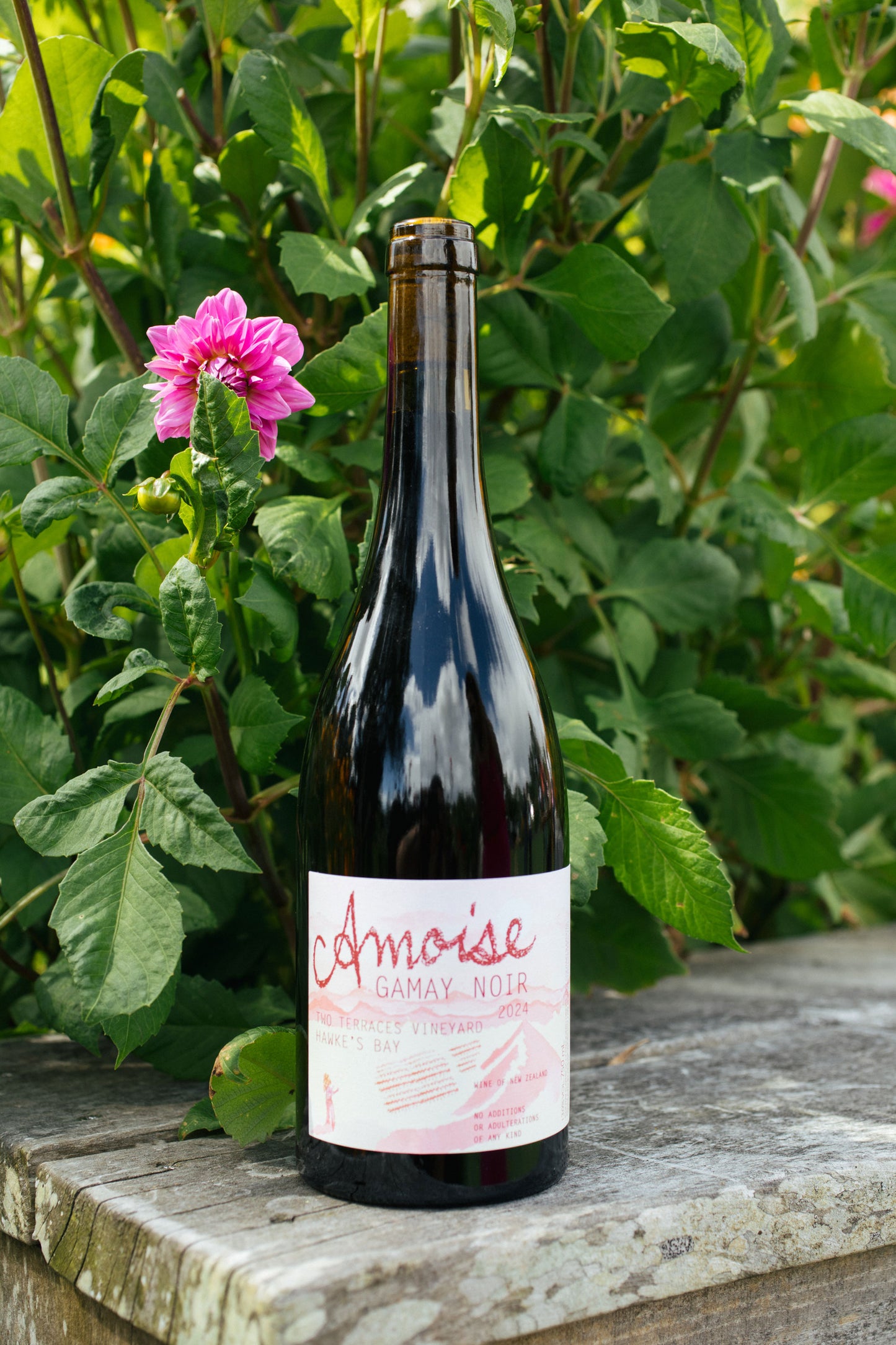 Amphora Gamay Noir 2024 *New Vintage*