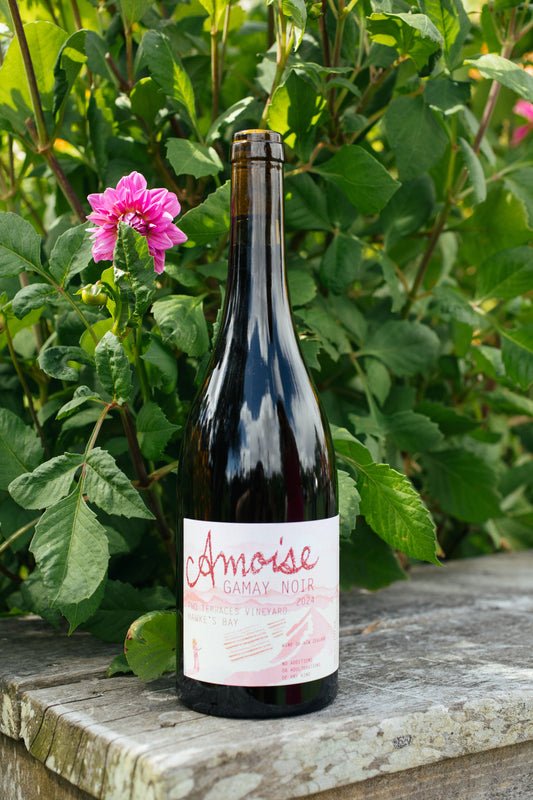 Amphora Gamay Noir 2024 *New Vintage*